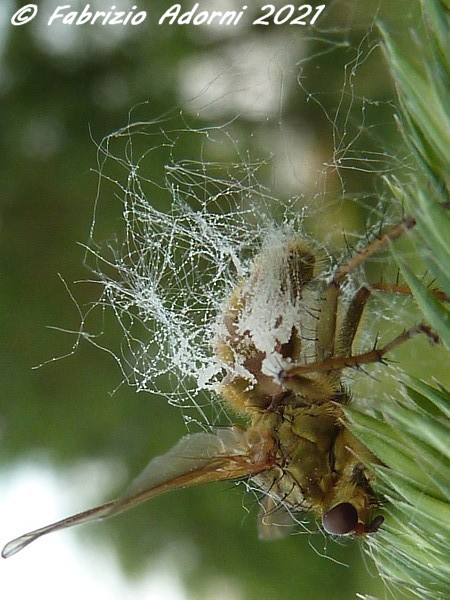 Richiesta aiuto ID:... probabile esemplare parassitato